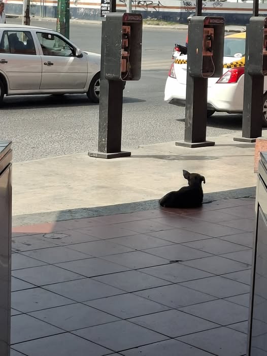 Foto del avistamiento de perro