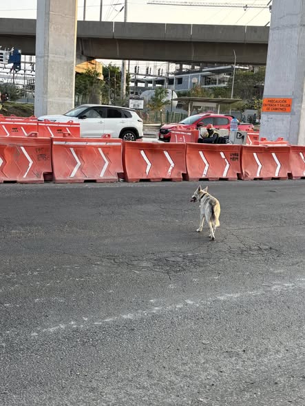 Foto del avistamiento de perro