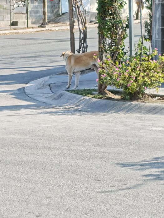 Foto del avistamiento de perro