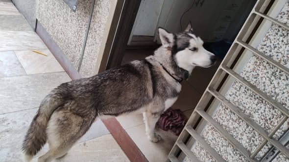 Dog sighting photo