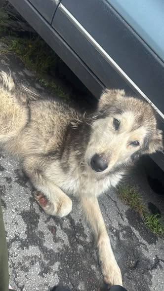 Foto del avistamiento de perro