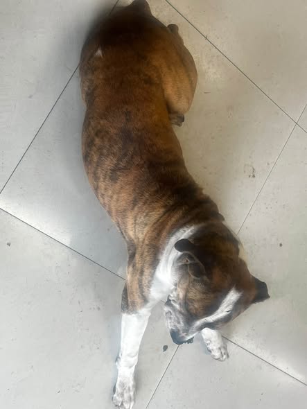 Foto del avistamiento de perro