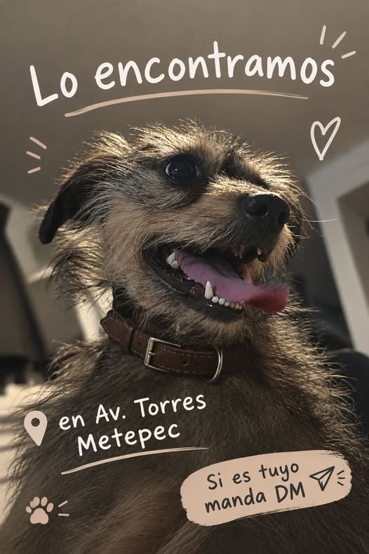 Foto del avistamiento de perro