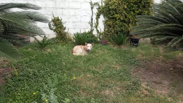 Foto del avistamiento de perro