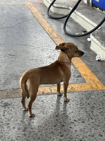 Foto del avistamiento de perro