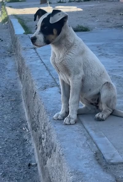 Foto del avistamiento de perro