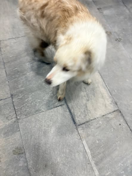 Foto del avistamiento de perro