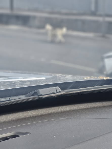 Foto del avistamiento de perro