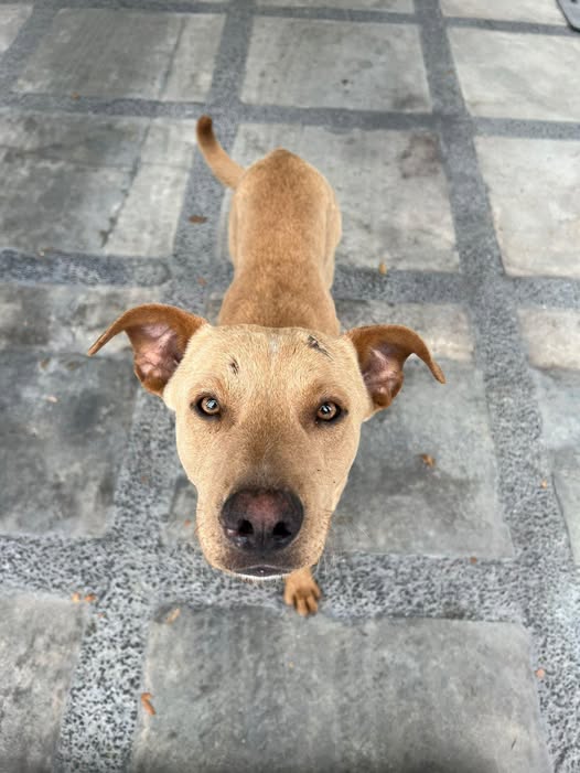 Foto del avistamiento de perro