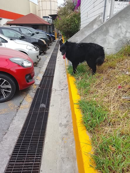 Foto del avistamiento de perro