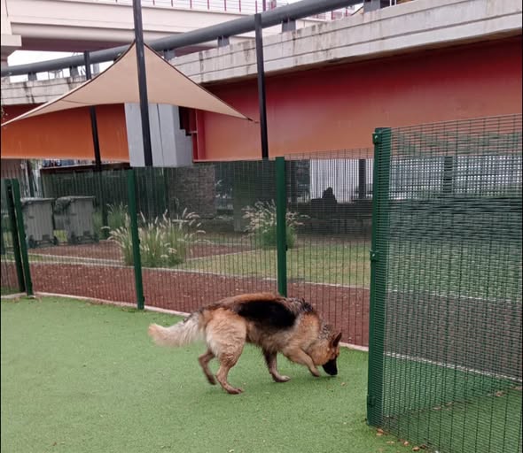 Foto del avistamiento de perro