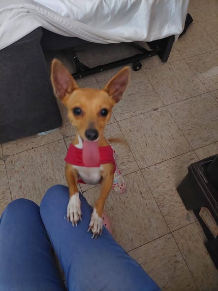 Foto del avistamiento de perro