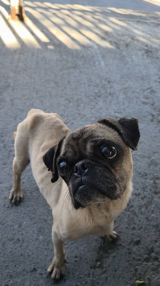 Foto del avistamiento de perro