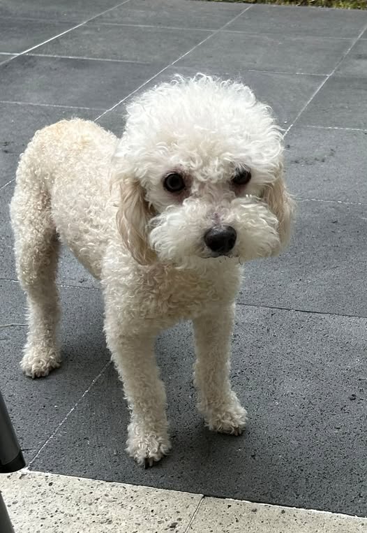 Foto del avistamiento de perro