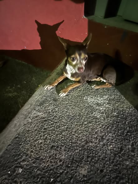 Foto del avistamiento de perro