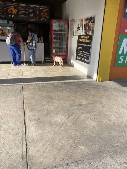 Foto del avistamiento de perro