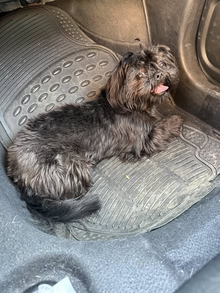 Foto del avistamiento de perro