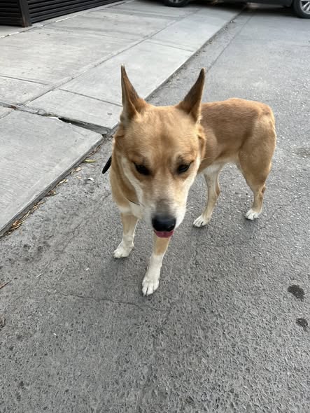 Foto del avistamiento de perro