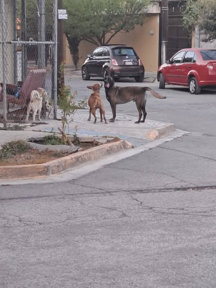 Dog sighting photo