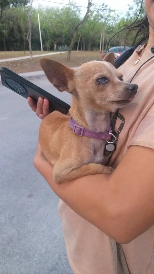 Foto del avistamiento de perro