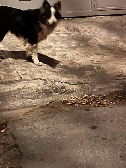 Foto del avistamiento de perro