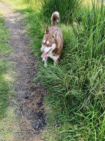Dog sighting photo