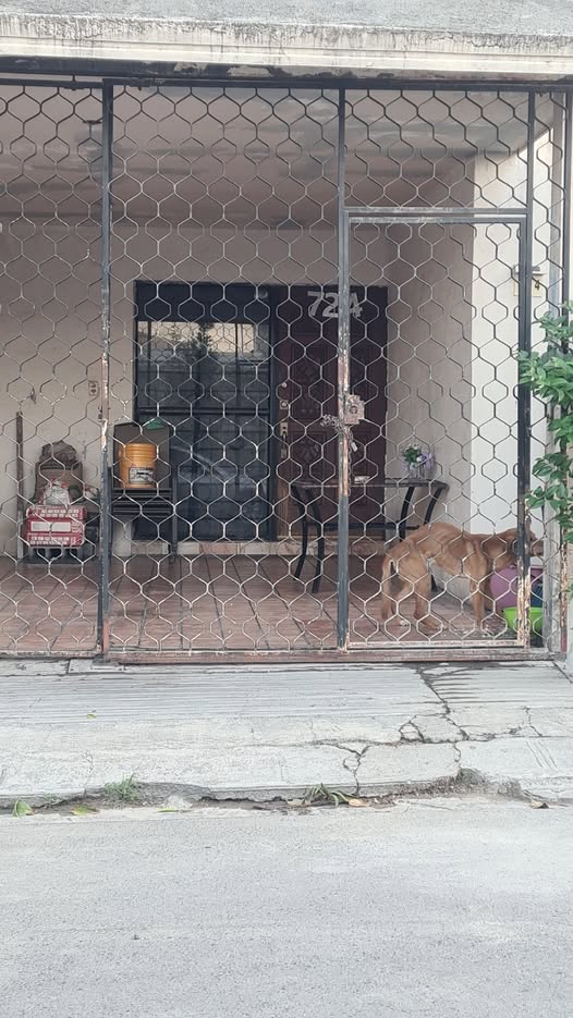 Foto del avistamiento de perro
