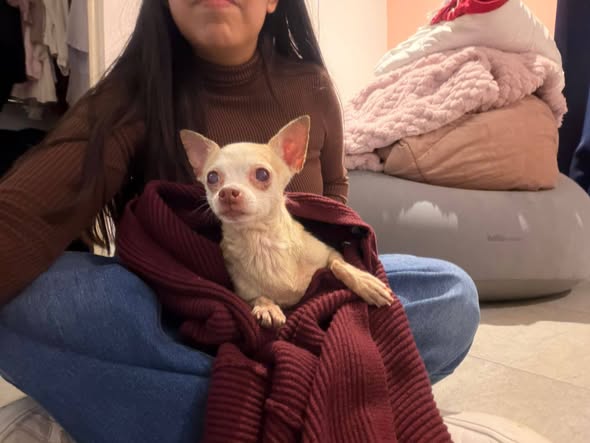 Foto del avistamiento de perro