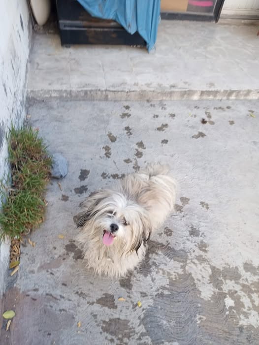 Foto del avistamiento de perro