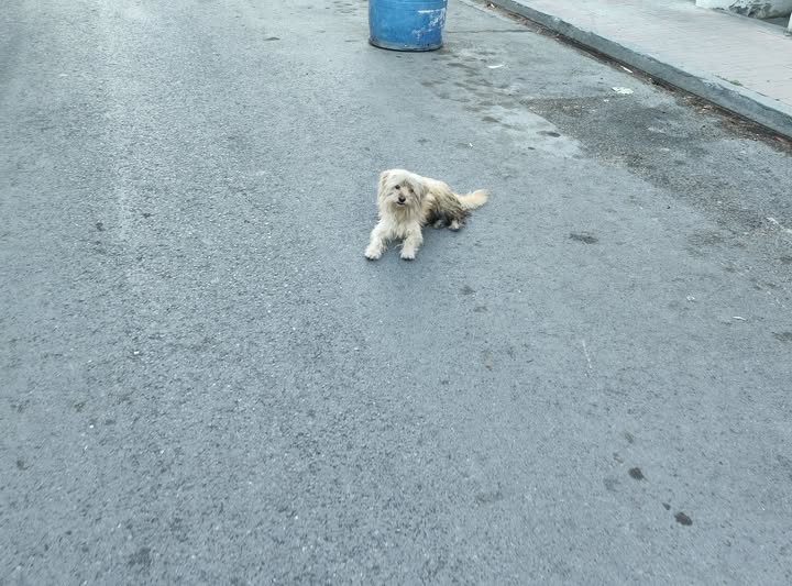 Foto del avistamiento de perro