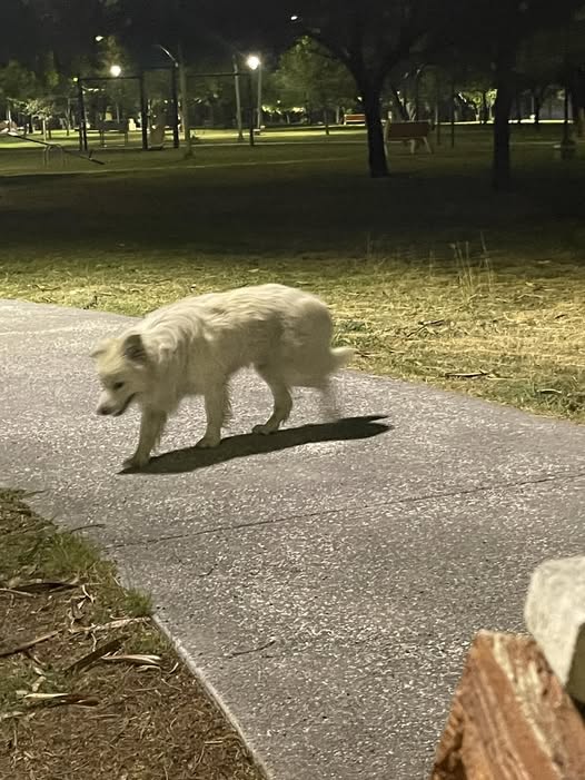 Foto del avistamiento de perro