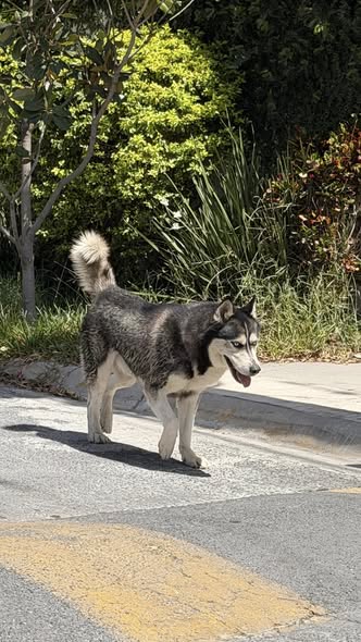 Dog sighting photo