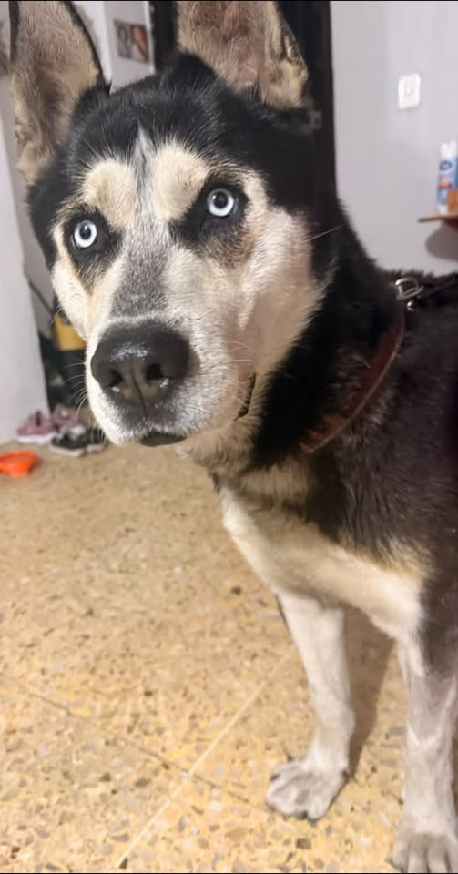 Foto del avistamiento de perro