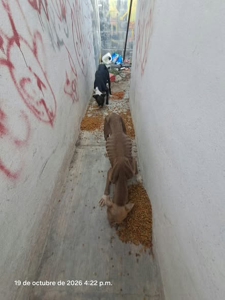 Foto del avistamiento de perro