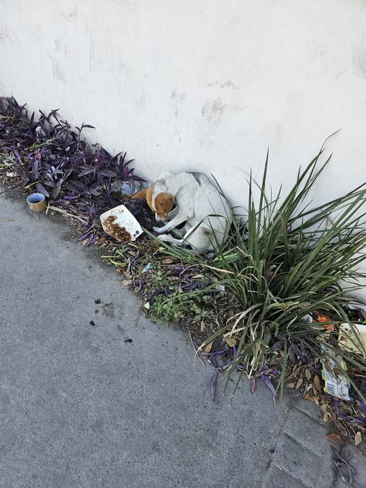 Foto del avistamiento de perro