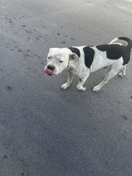 Foto del avistamiento de perro