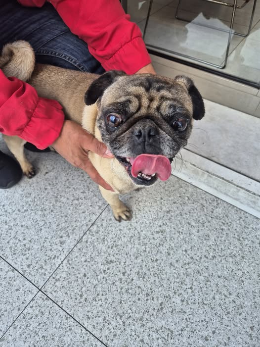 Foto del avistamiento de perro