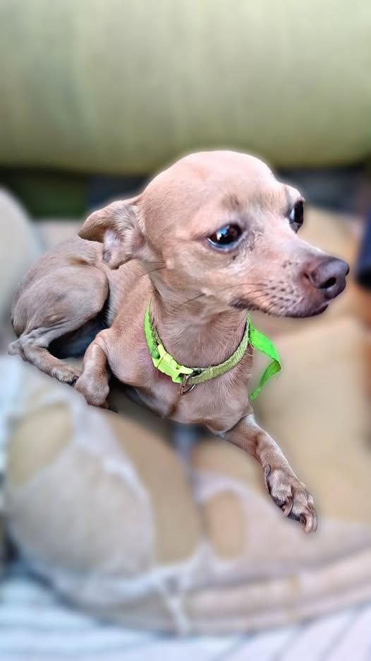 Foto del avistamiento de perro