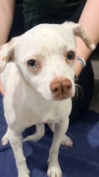 Foto del avistamiento de perro