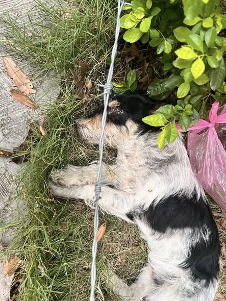 Foto del avistamiento de perro