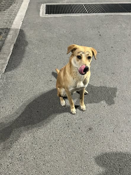 Foto del avistamiento de perro