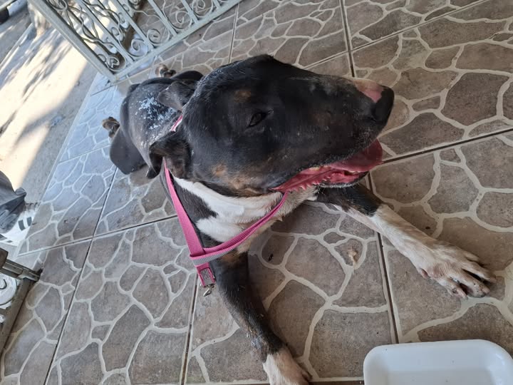 Foto del avistamiento de perro