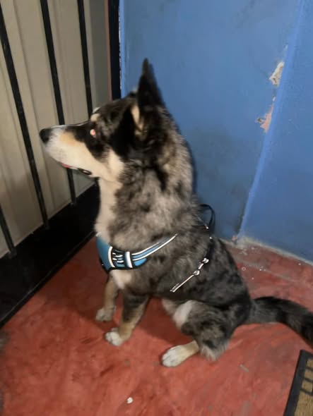 Foto del avistamiento de perro