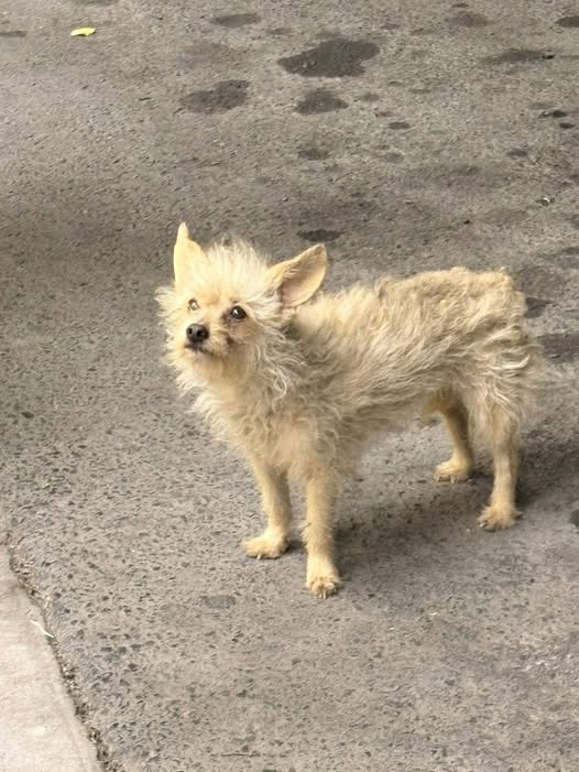 Foto del avistamiento de perro