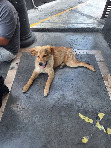 Foto del avistamiento de perro