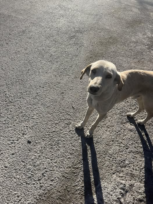 Foto del avistamiento de perro