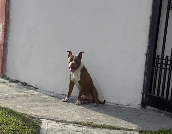 Foto del avistamiento de perro