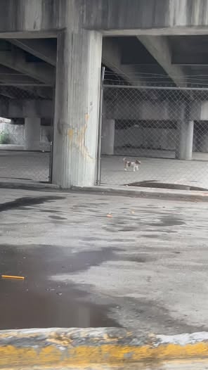 Foto del avistamiento de perro