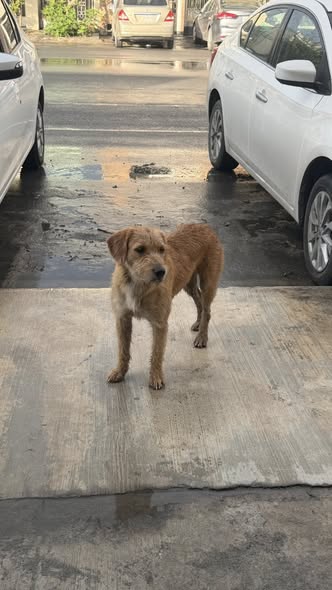 Foto del avistamiento de perro