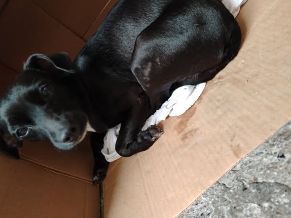 Foto del avistamiento de perro